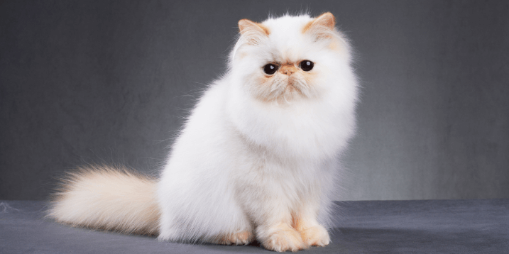 Persian Cat Grooming Tips